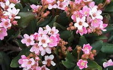 Dwarf Pink Indian Hawthorn