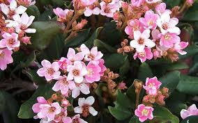 Dwarf Pink Indian Hawthorn