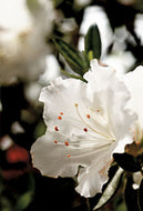 Autumn Angel Encore Azalea