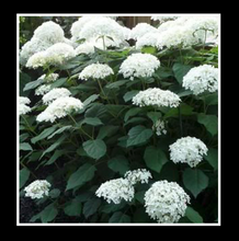 Annabelle White Hydrangea