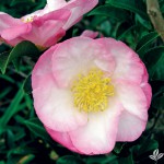 Apple Blossom Pink Camellia