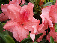 Autumn Coral Encore Azalea