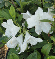 Mrs. G.G. Gerbing Evergreen Azalea
