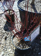 Bailey's Redtwig Dogwood
