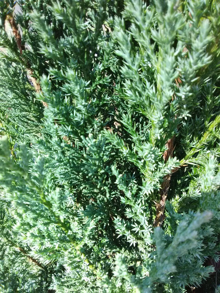 Blue Point juniper Toms Creek Farm & Nursery