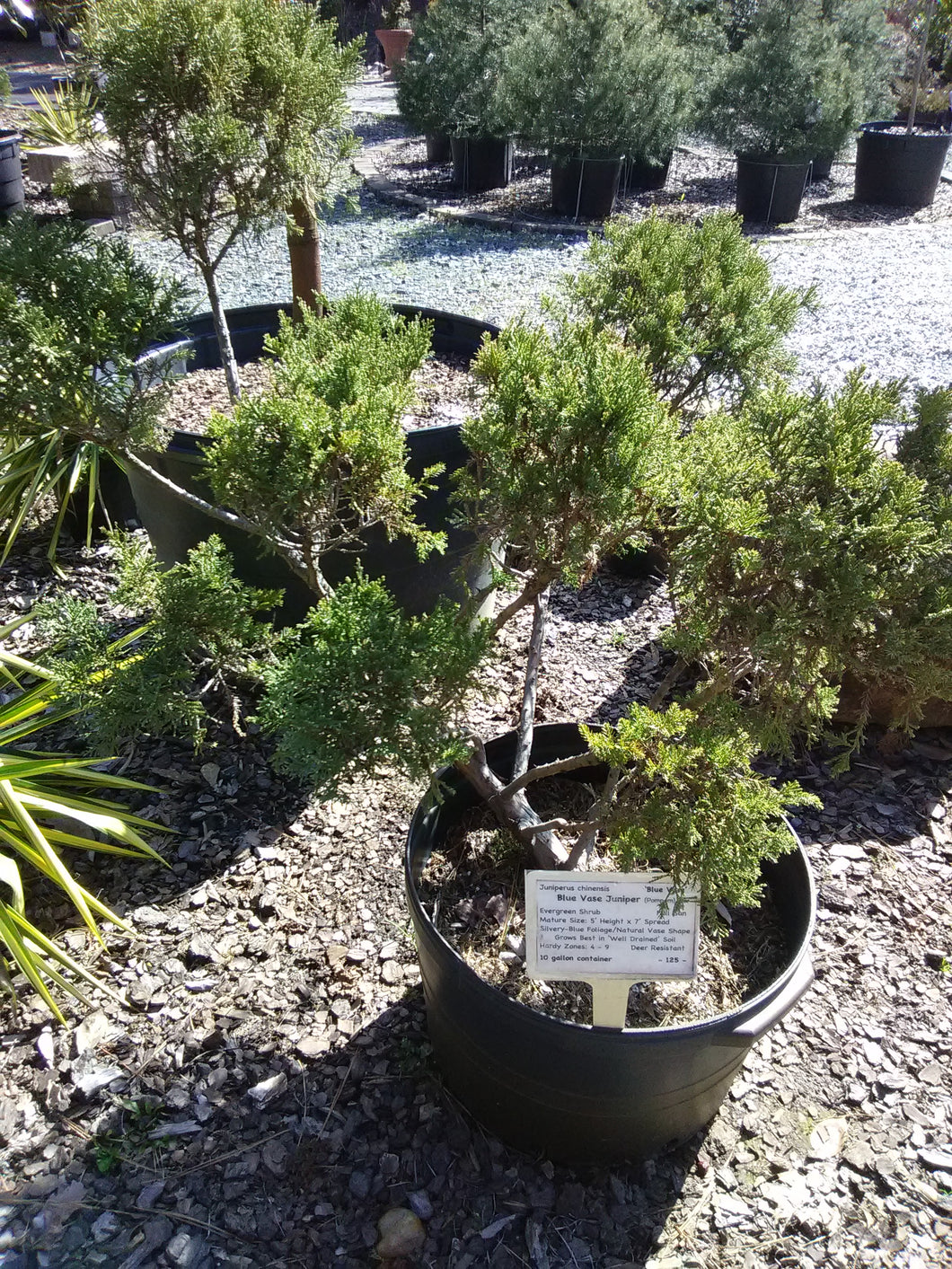 Blue Vase Juniper