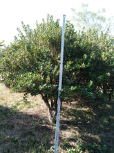 Burford Chinese Holly