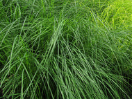 Tussock sedge