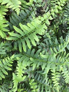 Christmas Fern