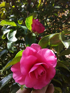 Chansonette Camellia
