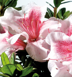 Autumn Chiffon Encore Azalea