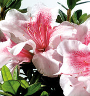 Autumn Chiffon Encore Azalea