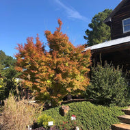 Coral Bark Japanese Maple