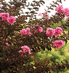 Delta Jazz Dwarf Crape Myrtle