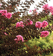 Delta Jazz Dwarf Crape Myrtle