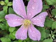 Clematis 'Comtesse de Bouchard'