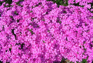 Red Wings Phlox or Thrift