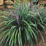 Majestic Liriope