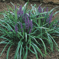 Royal Purple Liriope