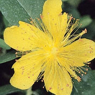 St. John's Wort 'Aaron's Beard'