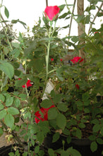 Single Red Knock Out Rose