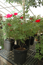 Single Red Knock Out Rose
