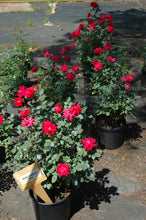 Double Red Knockout Rose