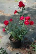 Double Red Knockout Rose