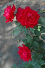 Double Red Knockout Rose