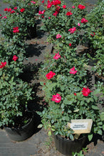 Single Red Knock Out Rose