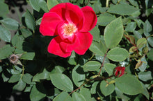Single Red Knock Out Rose