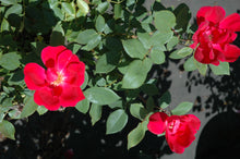 Single Red Knock Out Rose