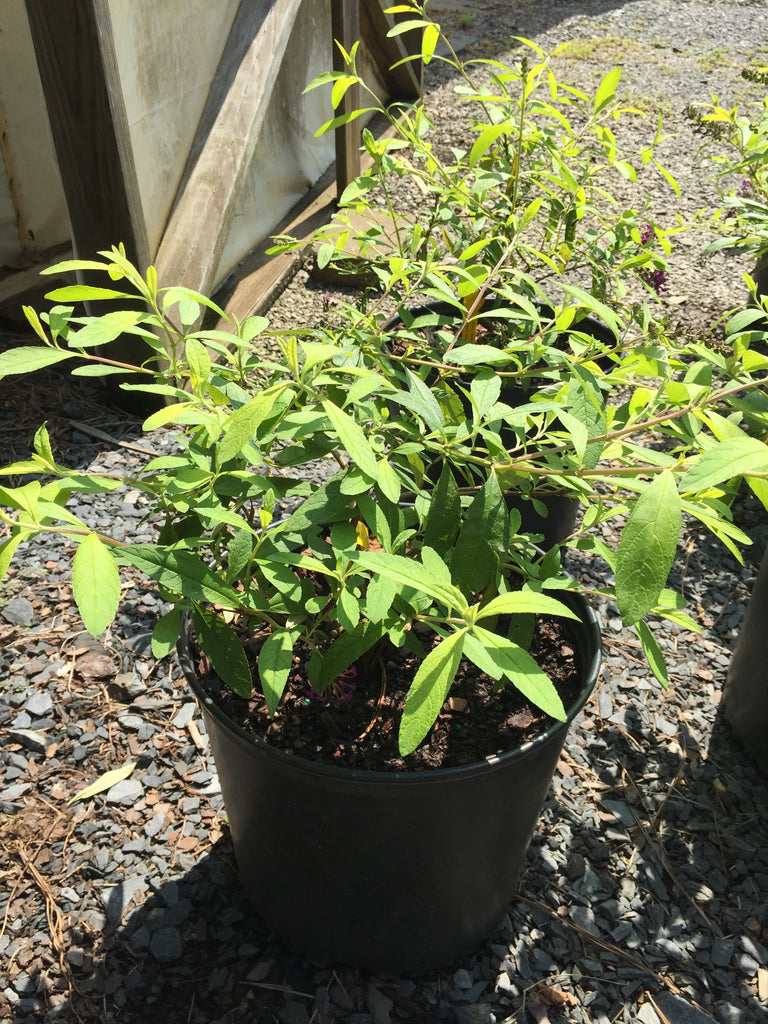 Evil Ways Butterfly Bush Toms Creek Farm & Nursery