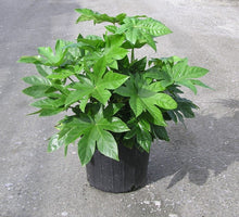 Japanese Fatsia (Aralia)