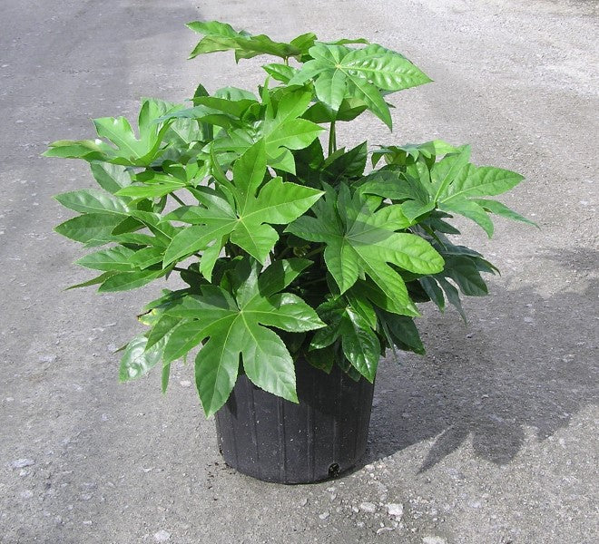 Japanese Fatsia (Aralia)