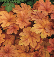 Caramel Coral Bell