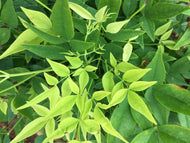 Lemon Lime Nandina