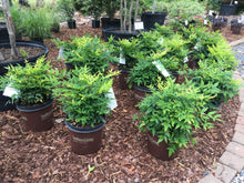 Lemon Lime Nandina