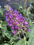Lo & Behold Purple Haze Butterfly Bush