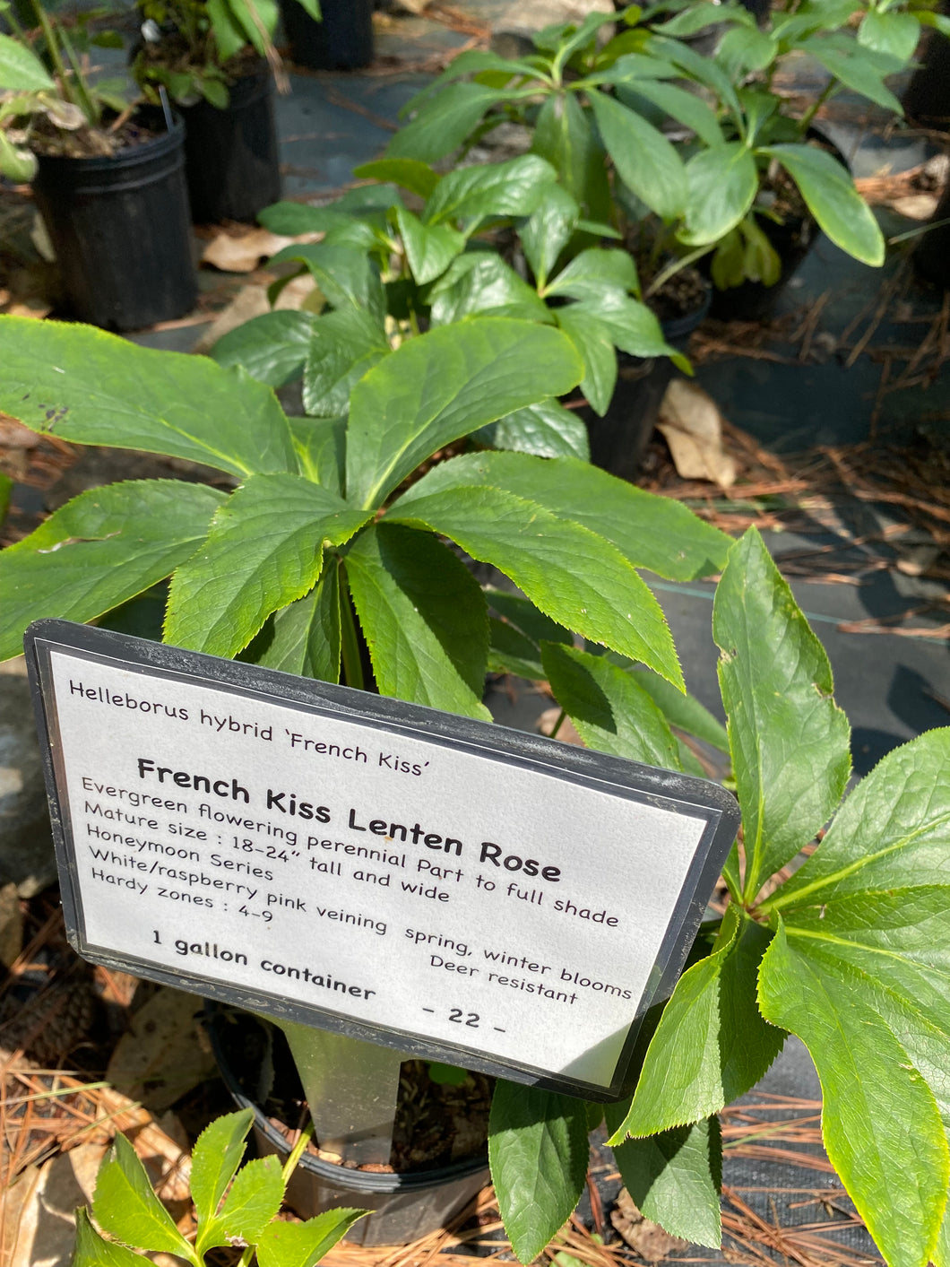 French Kiss Lenten Rose (Honeymoon )