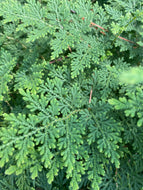 Arborvitae Fern