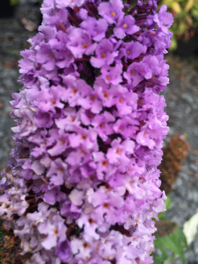 Pugster Amethyst Butterfly Bush Toms Creek Farm & Nursery