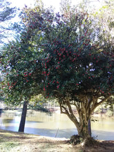 Burford Chinese Holly