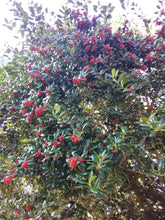 Burford Chinese Holly