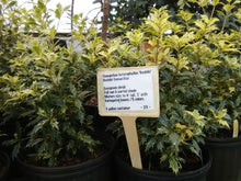 Goshiki Osmanthus 'False Holly'