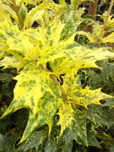 Goshiki Osmanthus 'False Holly'