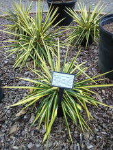 Color Guard Yucca - Adam's Needle