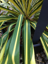 Color Guard Yucca - Adam's Needle