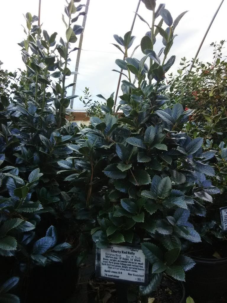 Liberty Red Holly Toms Creek Farm & Nursery