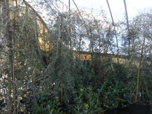 Weeping Yaupon Holly